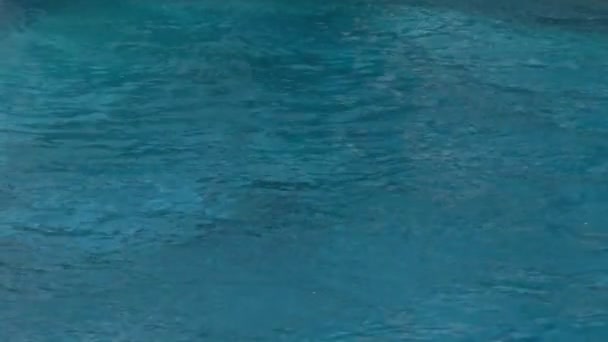著名的杀手鲸跳出池和做一个反向翻转在空中之前 回落到体育场池引起一个大飞溅在展览在海洋世界冒险公园在佛罗里达州奥兰多 — 图库视频影像
