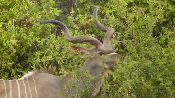 Kudu Männchen Aus Nächster Nähe Fressen Grüne Blätter Ihrem Natürlichen — Stockvideo