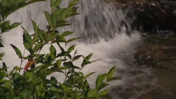 Een Close Van Een Rivier Waar Water Achter Groene Bladeren — Stockvideo