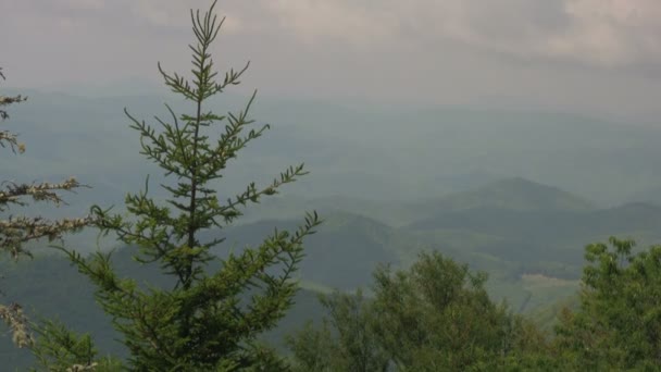 Pine Tree View Appalachian Mountains Cloudy Day Seen Blue Ridge — Stock Video