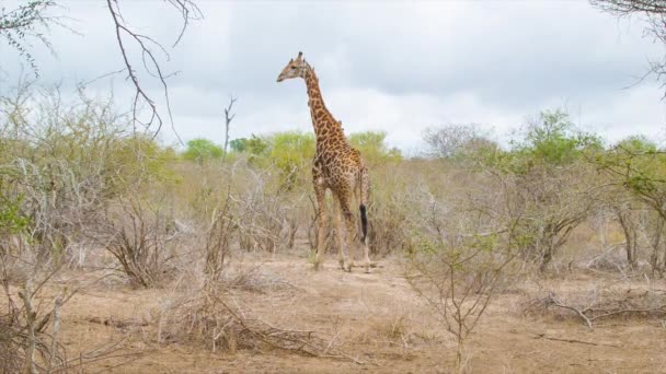 Einsame Männliche Giraffe Trockenem Natürlichen Lebensraum Afrikanische Landschaft Kruger Nationalpark — Stockvideo