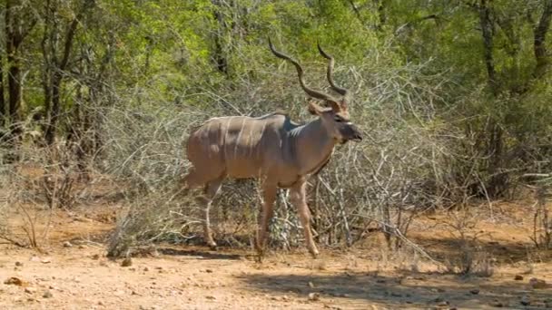 Antílope Macho Del Gran Kudu Con Cuernos Giro Grandes Hábitat — Vídeos de Stock