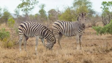 Kruger Ulusal Parkı Güney Afrika içinde Doğal Afrika Bushveld Habitat Playful Zebralar