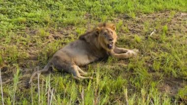 Aslan Erkek Close-up Doğal Afrika Habitat Nefes Ağır Kruger Milli Parkı Güney Afrika içinde Yeşil Ova Çim Çevre Döşeme sırasında