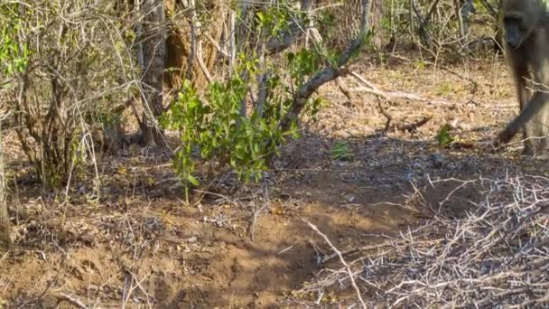 Babbuini Africani Fauna Selvatica Seguiti Facoceri Close Mentre Camminano Attraverso — Video Stock