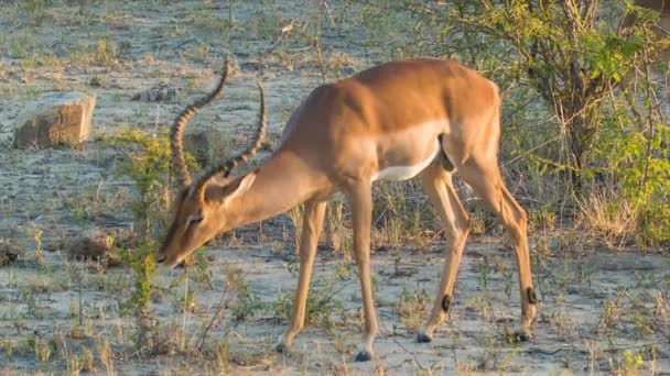 Männliche Impala Antilope Frisst Gras Ihrem Natürlichen Lebensraum Kruger Nationalpark — Stockvideo