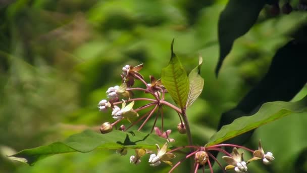 ミツバチは花の上に着陸し それを受粉させる — ストック動画