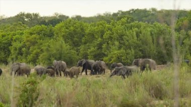 Kruger Milli Parkı Güney Afrika içinde Çim ve Ağaçlar ile Yeşil Doğal Manzara Afrika Filler Sürüsi