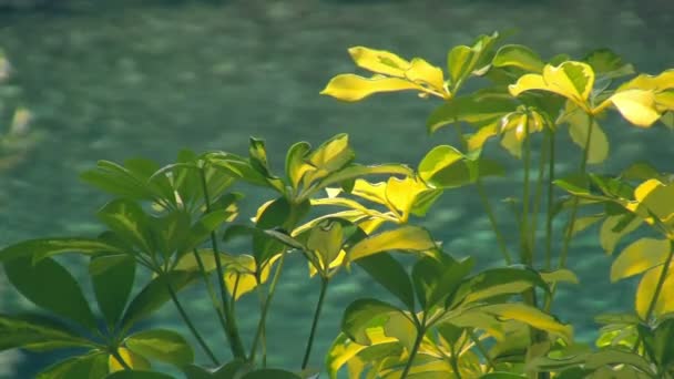 黄绿花的特写镜头在风中缓慢移动 在失焦背景中移动蓝水 — 图库视频影像