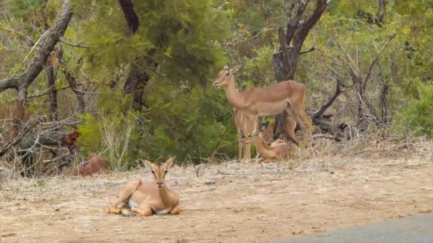 Antílopes Femeninos Jóvenes Impala Colocados Junto South African Road Hábitat — Vídeo de stock