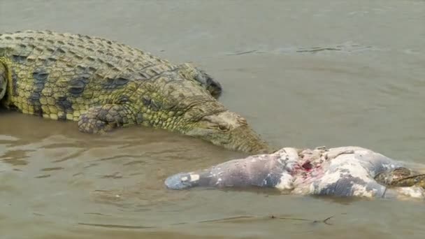 Cocodrilo Gordo Protegiendo Carne Muerta Hipopótamo Primer Plano Hábitat Natural — Vídeos de Stock