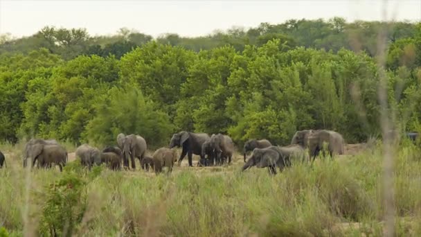 Stado Słoni Afrykańskich Zielonym Naturalnym Krajobrazie Trawą Drzewami Wewnątrz Parku — Wideo stockowe