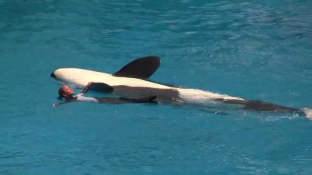 Shamu Orca Kardszárnyú Bálna Tréner Fektetés Hátukon Integetett Közönség Alatt — Stock videók