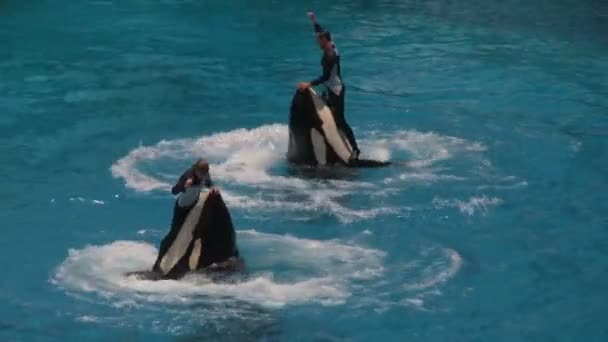 Dois Treinadores Baleias Assassinas Girando Água Durante Shamu Show Seaworld — Vídeo de Stock