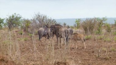 Kruger Ulusal Parkı Güney Afrika içinde Kuru Afrika Manzara Genç Buzağı Close-up ile Antilop Sürüsü
