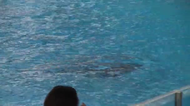 在佛罗里达州奥兰多的海洋世界探险公园表演期间 一只杀人鲸 奥卡跳出水面 在人群面前直升到空中 — 图库视频影像