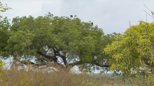 Aquile Pesce Africane Sedute Sulla Cima Grande Albero Verde Nel — Video Stock