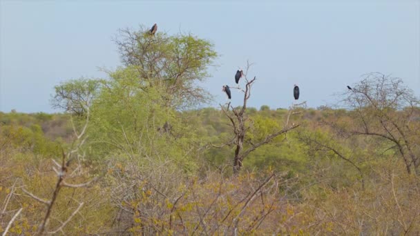 Pájaros Pelícanos Sudafricanos Volando Sentados Árboles Monte Bushveld Del Parque — Vídeo de stock