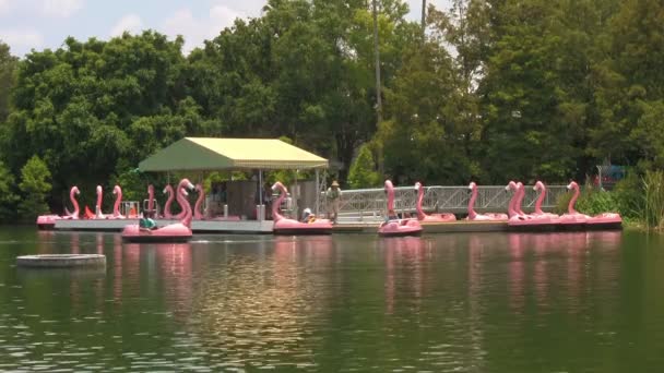 Unrecognized People Riding Pink Flamingo Paddle Boats Seaworld Adventure Park — Stock Video