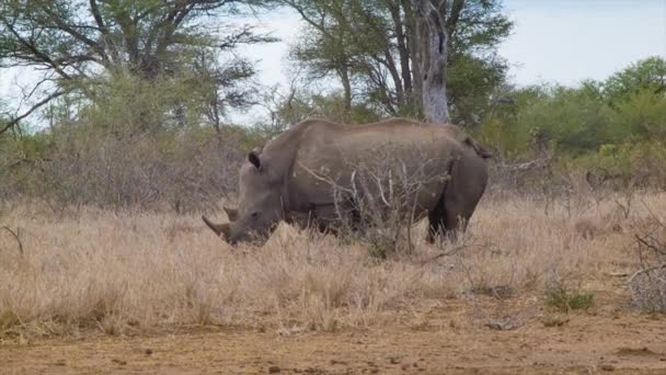 Matka Młody Rhinos Ich Naturalnym Siedliskiem Afrykańskim Wewnątrz Parku Narodowego — Wideo stockowe