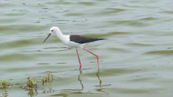 Pássaro Com Corpo Branco Longas Pernas Cor Rosa Caminhando Barragem — Vídeo de Stock