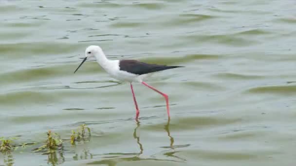 Pájaro Con Cuerpo Blanco Largas Patas Rosadas Caminando Presa Verde — Vídeo de stock