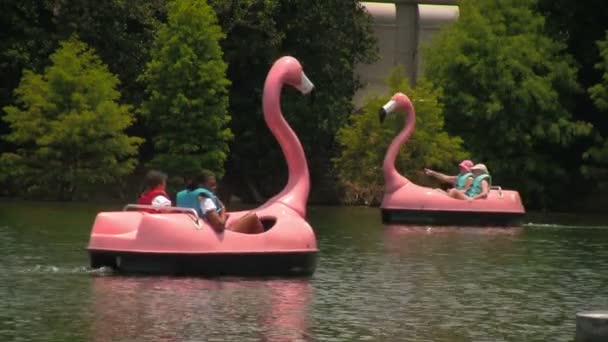 Menschen Paddeln Rosa Schwäne Tretboote Auf Einem See Seaworld Adventure — Stockvideo