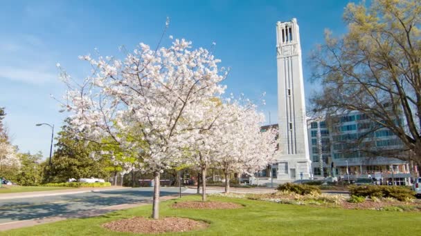 Memorial Bell Tower Met Kersenbloesem Bomen Aan North Carolina State — Stockvideo