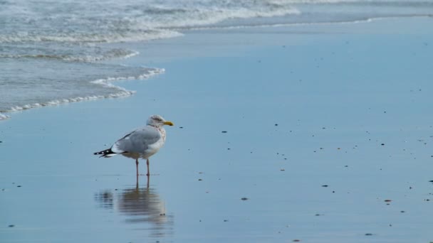 Seagull Stojící Mokrém Písku Jako Vodní Přestávky Toky Pláži Vnějších — Stock video