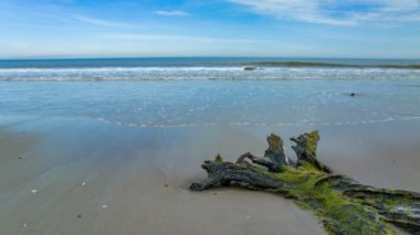 Atlantik Okyanusu Dalgalar Kum üzerine Breaking ile Kuzey Carolina Outer Banks Beach Mossy Dead Tree towrds akan