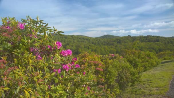Blue Ridge Parkway Overlook Summertime Pink Rhododendron Flowers Green Forest — стоковое видео