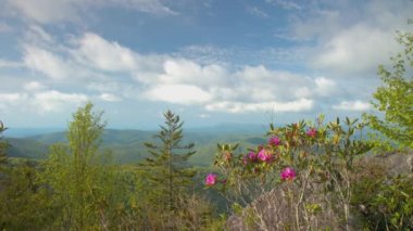 Asheville Nc yakınlarındaki Parkway Yeşil Ağaç Ormanları Üzerinde Geniş Bir Görünüm ile Blue Ridge Dağları Üzerinde Canlı Rhododendron Manzara