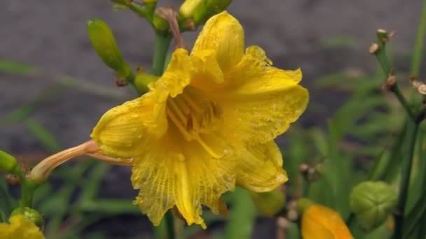 Yellow Flower Blowing Wind — Stock Video