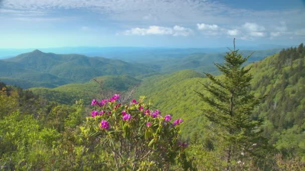 Blue Ridge Mountain Summertime Landskap Med Rosa Rhododendron Blommor Bland — Stockvideo