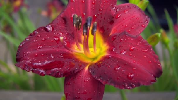 Kapičky Vodu Pokrývající Barevný Květ — Stock video