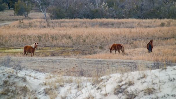 Külső Bankok Vadon Élő Lovak Legeltetés Currituck Banks Közelben Carolla — Stock videók