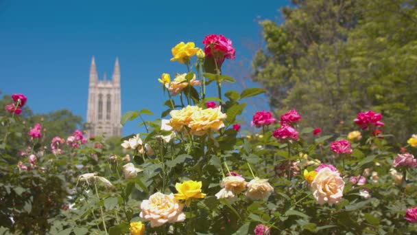 Duke University Róże Ogrodach Kaplicy Fokusem Przeniesienie Słynnej Wieży Landmark — Wideo stockowe
