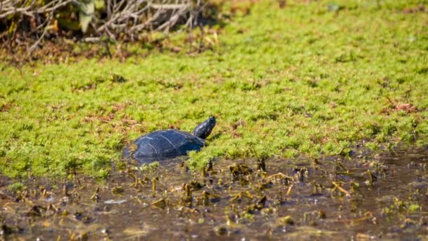 Черепаха Загорает Болоте Оуэнбэнкс Северной Каролине Окружении Мутной Воды Плавающей — стоковое видео