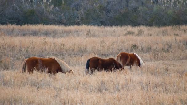 Carolla Yakınlarındaki Çim Kuzey Carolina Grazing Dış Bankalar Wild Atlar — Stok video