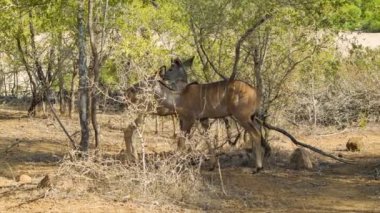 Güney Afrika'daki Kruger Ulusal Parkı Doğal Çevre antilopların görüntüleri