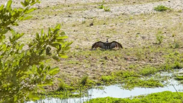 Footage Vulture Natural Environment Kruger National Park South Africa — Stock Video