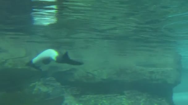 Submerged Waterslide Person Sliding Commerson Dolphins Swimming Pattern Water Slide — Stok Video