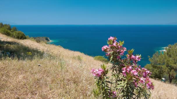 Țărmurile Vibrante Ale Coastei Mării Egee Turcești Flori Colorate Copaci — Videoclip de stoc