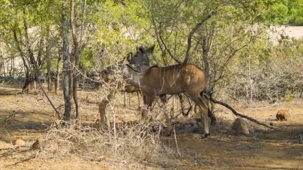 南非克鲁格国家公园自然环境中羚羊的镜头 — 图库视频影像