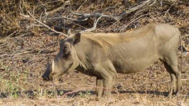 Kruger Milli Parkı Güney Afrika içinde Güneşli Bir Günde Ölü Yaprak lar ve Dallar ayakta Kuru Doğal Afrika Habitat Warthog Close-up