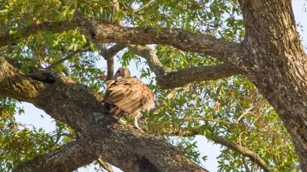 Riprese Avvoltoio Nell Ambiente Naturale Del Parco Nazionale Kruger Sudafrica — Video Stock