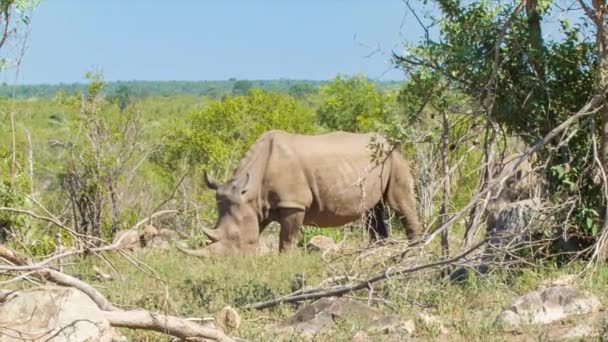 Metraje Del Rinoceronte Entorno Natural Del Parque Nacional Kruger Sudáfrica — Vídeos de Stock