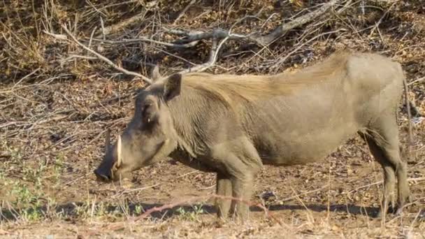 在南非克鲁格国家公园内一个阳光明媚的日子 在干燥的自然非洲栖息地的疣猪特写站在枯叶和树枝上 — 图库视频影像