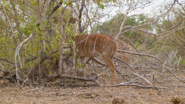 Beelden Van Antilopen Natuurlijke Omgeving Van Het Kruger National Park — Stockvideo