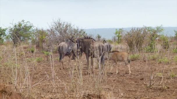 Güney Afrika Daki Kruger Ulusal Parkı Doğal Çevre Buffalo Görüntüleri — Stok video